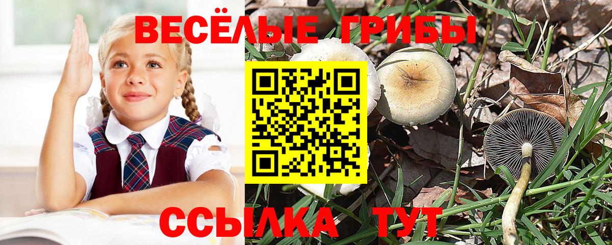 Галлюциногенные грибы Psilocybe Минеральные Воды